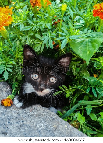 cats kittens pets black and white little beautiful design background
