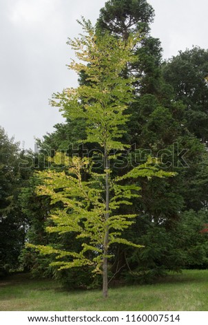 Katsura Tree (Cercidiphyllum japonicum) in Parkland in Rural Devon, England, UK