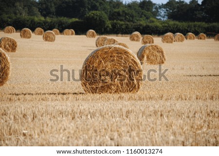 the bale of hay