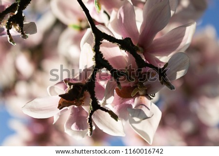 magnolia pink blossom tree