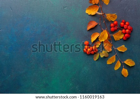 Two branches of autumn leaves (Spiraea Vanhouttei) and small red fruits Rowans on a dark blue-green painted wooden background.