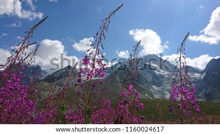 Purple fireweed (Chamaenerion angustifolium) in a pasture facing majestic Pigne d'Arolla summit on a beautiful Summer day in Valais - Switzerland