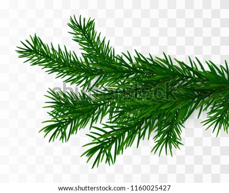 Christmas tree branch. Fir branch isolated. Vector illustration