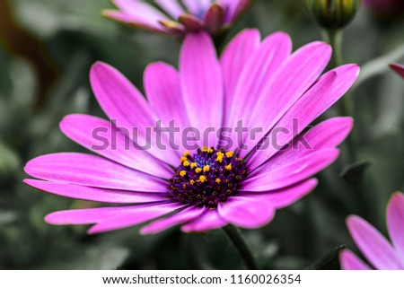 Purple flower - Osteospermum - Margarita Dark Pink, in full bloom