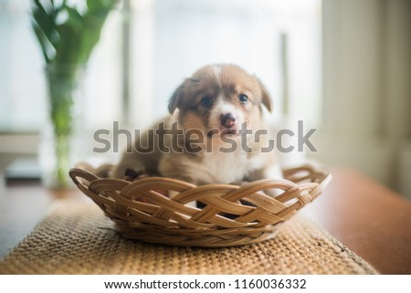 Newborn welsh corgi puppy