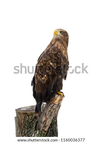 Golden eagle ( Aquila chrysaetos ) on stump on a white background