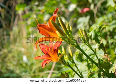 Red lilies with green leaves on green grass background. Macro. Summer.