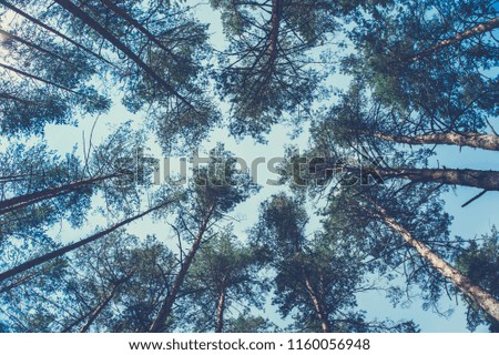 Tops of pine trees in the forest.