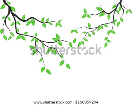green leaves tree branch
