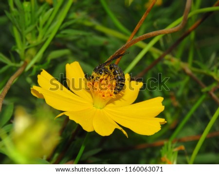 Bee with flowers in nature