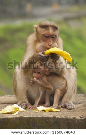 Mother and baby monkey, Bonnet Macacuq, eating Banana. Maharashtra India
