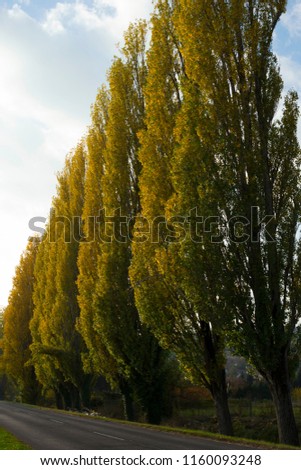 roadside lombardy poplars with yellow leaves at autumn
