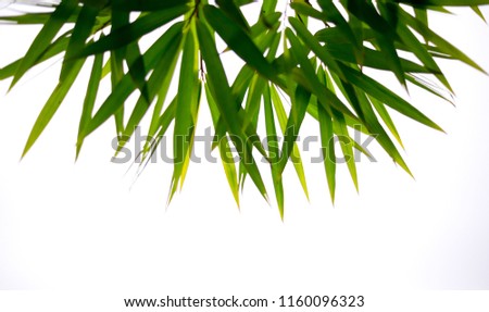 Leaves picture patterns On a white background	