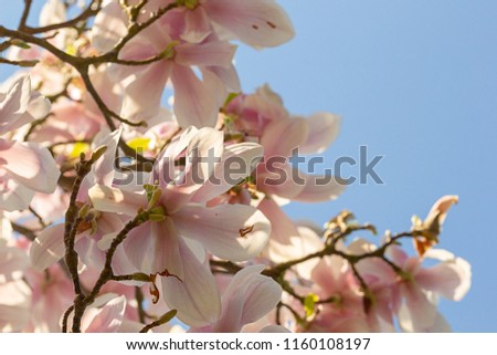 magnolia pink bossom tree