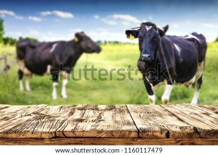 Wooden rural table of free space and cows on green grass. 