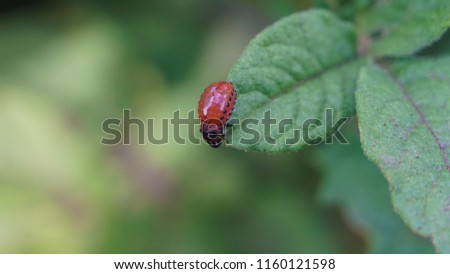 Picture of the larva of the Colorado potato beetle. Picture of a potato beetle on a potato leaf