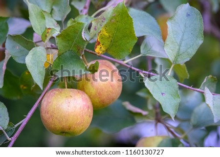 apples on the tree - an irreplaceable source of vitamins