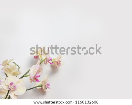 Flat lay composition with orchid flowers and space for text or artwork, white background. Light top view photo for business