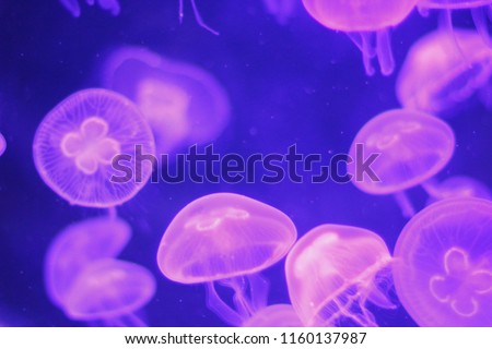 aquarium life, pink medusa and fish, animal photography, underwater Royalty-Free Stock Photo #1160137987