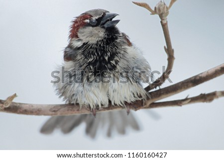 House sparrow  (Passer domesticus) 