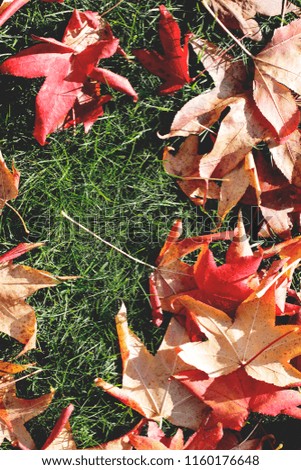 top view close up beautiful bright colorful photo of red,yellow,orange dry leafs fallen on green fresh grass on sunny autumn day
