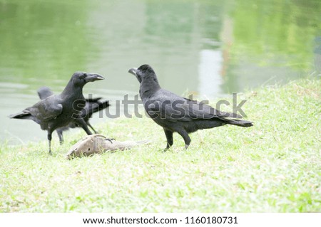 ฺฺฺBlack crow is eating dead fish 