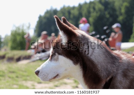 Husky dog breed in nature. The Siberian Husky is a beautiful dog breed with a thick coat that comes in a multitude of colors and markings.