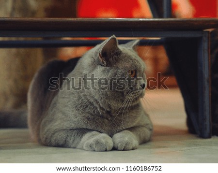 Grey british shorthair cat