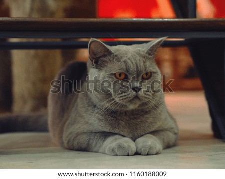 Grey british shorthair cat , animal portrait. sharp eyes