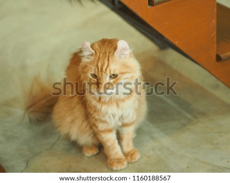 Cat looking , animal portrait. sharp eyes