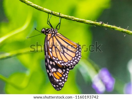 monarch butterfly (Danaus plexippus), resting on a green stem, with green vegetation background  