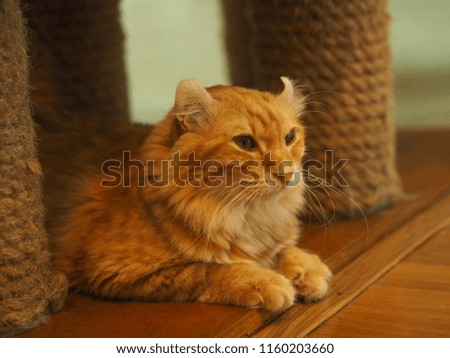 Cat looking , animal portrait. sharp eyes