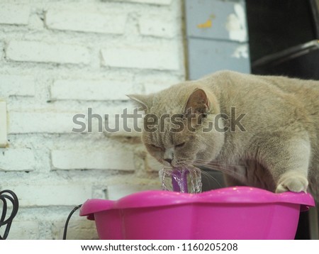 Grey british shorthair cat  drinking water