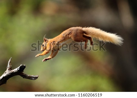 Red Squirrel Jumping