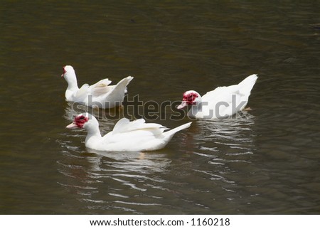 Three white red crested ducks in a pond