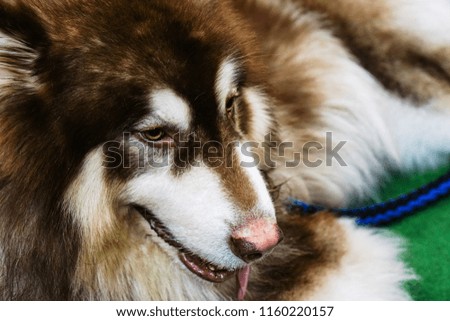 Alaskan dog, brown feathers on the grass, close-up view