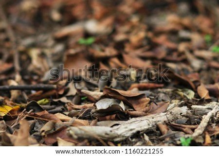 Autumn leaves fall in the forest Royalty-Free Stock Photo #1160221255