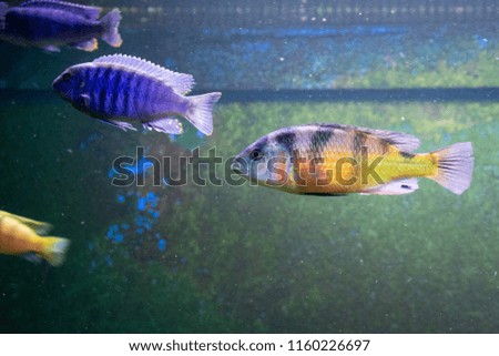 Cichlids in the Zoo aquarium