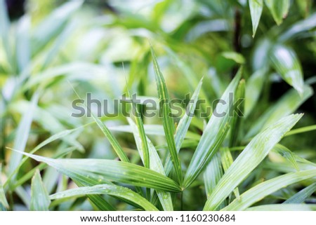Green leaves of plant with sunrise in the spring.