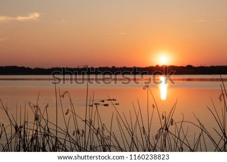 Summer sunrise looking through shoreline vegeation in silhouette with a group of ducks