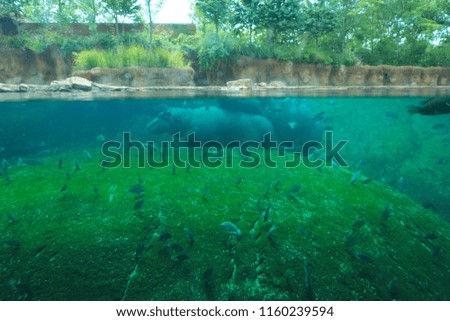 Blur picture of two hippopotamus with many fish in aquarium of Memphis zoo, Tennessee, USA. Under water view.