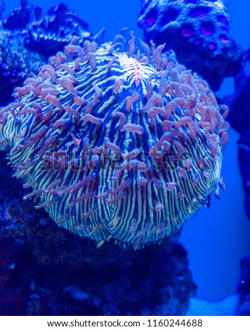 Marine anemone, Majorca aquarium