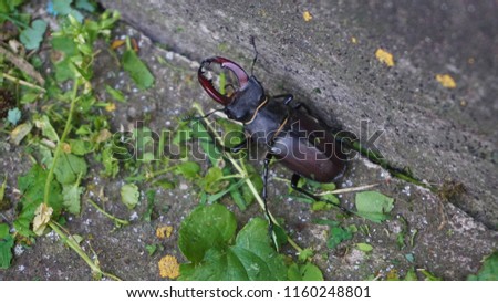 Stag beetle picture. Macro high-quality photo of stag beetle.