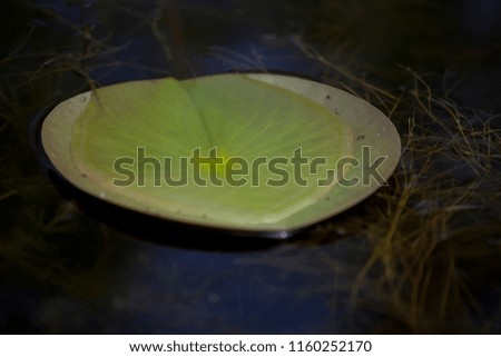 Big round lotus leaf