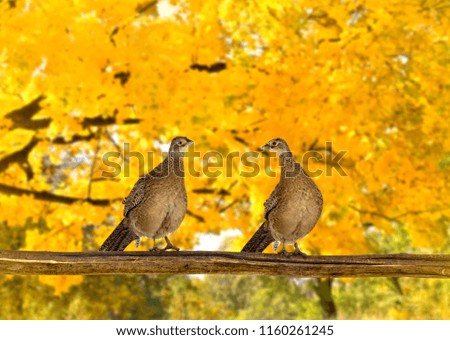 Two female hen common pheasants ( Phasianus colchicus ) on twig in autumnal forest in sun light 