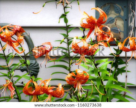 Tiger Lily in Bloom