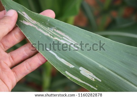 Corn leaf damage by insect and worm, biotic stress.