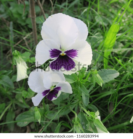 colored viola, pansies, bloom in early spring