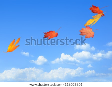 Beautiful autumn leaves carried on a breeze