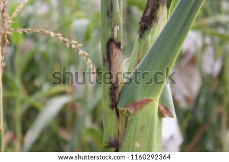 Corn stem disease.